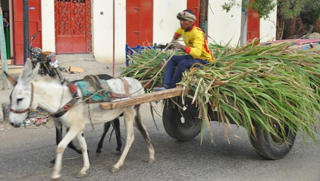 Donkey cart